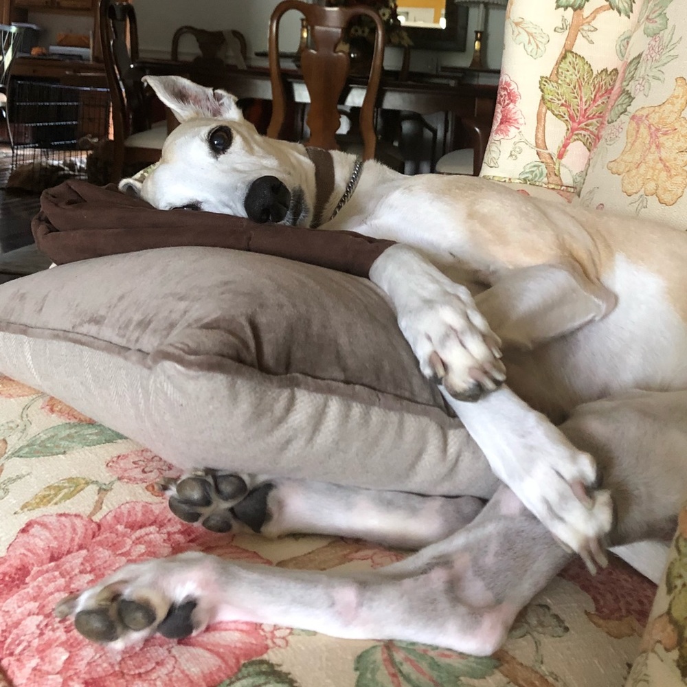 Meet your Posher, Angelina